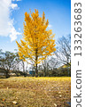 十一月,銀杏樹葉呈現明亮的黃色。 十一月,銀杏樹葉呈現明亮的黃色。 133263683