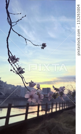 黃昏時分的櫻花樹和落日倒映在水面上。 黃昏時分的櫻花樹和落日倒映在水面上。 133263804