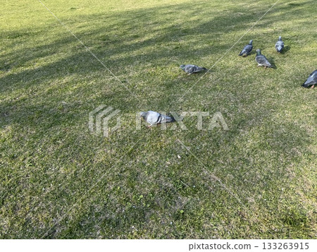 Pigeons relaxing on the grass Pigeons relaxing on the grass 133263915
