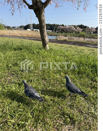 A scene with a pigeon A scene with a pigeon 133263916