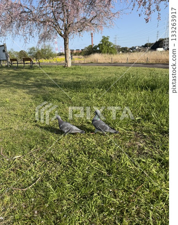 A scene with a pigeon A scene with a pigeon 133263917