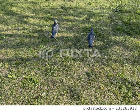 A scene with a pigeon A scene with a pigeon 133263918