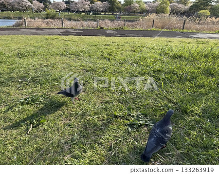 A scene with a pigeon A scene with a pigeon 133263919