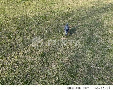 Pigeons walking through the grass Pigeons walking through the grass 133263941