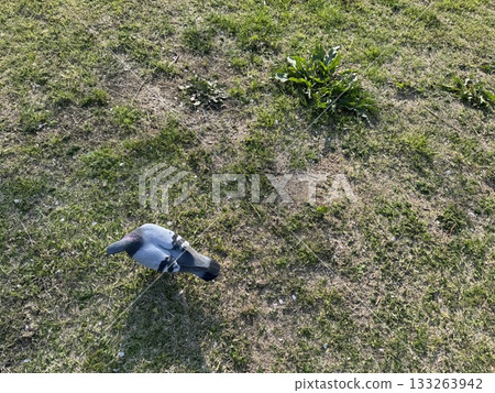 A sunny pigeon A sunny pigeon 133263942