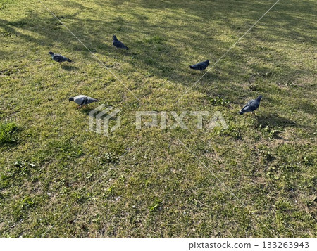 A scene with a pigeon A scene with a pigeon 133263943