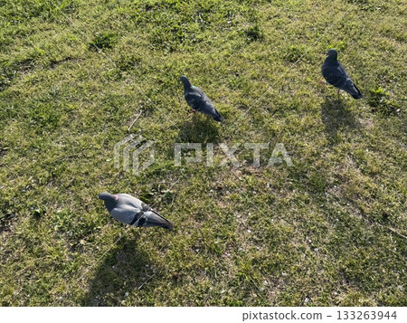 Pigeons walking through the grass Pigeons walking through the grass 133263944