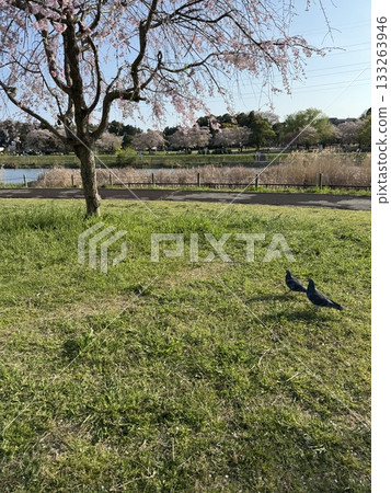 Pigeons strolling on the lawn with cherry trees Pigeons strolling on the lawn with cherry trees 133263946