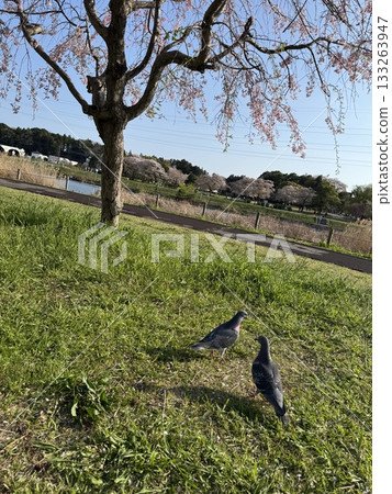 A scene with a pigeon A scene with a pigeon 133263947