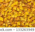 Ginkgo leaves texture 133263949