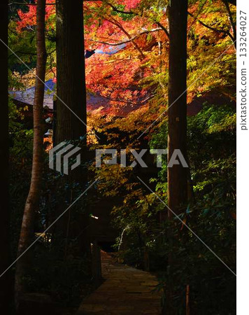 Kochi Prefecture Autumn leaves Kochi Prefecture Autumn leaves 133264027