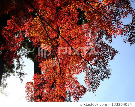 Kochi Prefecture Autumn leaves Kochi Prefecture Autumn leaves 133264034