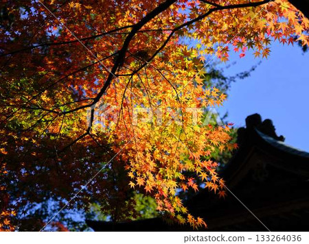 Kochi Prefecture Autumn leaves Kochi Prefecture Autumn leaves 133264036