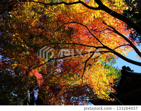 Kochi Prefecture Autumn leaves 133264037