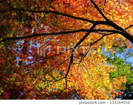 Kochi Prefecture Autumn leaves 133264038