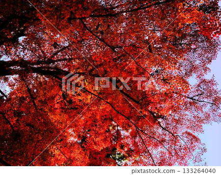 Kochi Prefecture Autumn leaves Kochi Prefecture Autumn leaves 133264040
