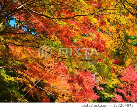 Kochi Prefecture Autumn leaves Kochi Prefecture Autumn leaves 133264042