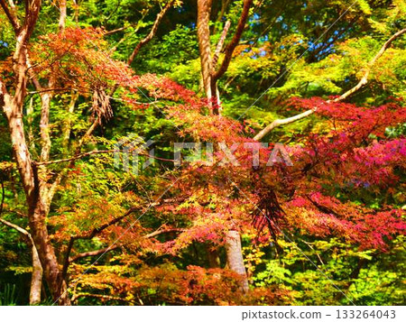 Kochi Prefecture Autumn leaves 133264043