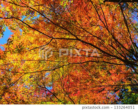 高知縣秋葉 133264051