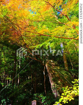 高知縣秋葉 133264052