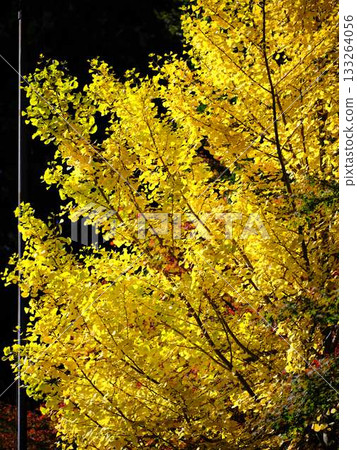 Kochi Prefecture Autumn leaves 133264056