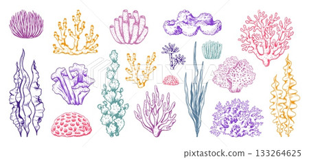Sea coral reef. Marine algae and kelp. Underwater seaweeds. Tropical ocean decorative botanical elements. Aquarium plant objects. Undersea drawing laminaria. Vector sketch isolated set Sea coral reef. Marine algae and kelp. Underwater seaweeds. Tropical ocean decorative botanical elements. Aquarium plant objects. Undersea drawing laminaria. Vector sketch isolated set 133264625