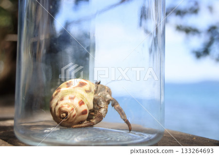 Coenobita rugosus or land hermit crab inside a glass jar 133264693