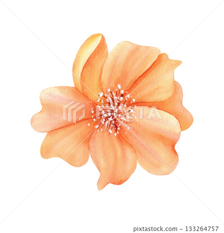 Orange peony flower, open bud with pistils and stamens. Watercolor Delicate floral clip art. Isolated illustration in vintage color. For your design in greeting card to Women's Day, spring sticker 133264757