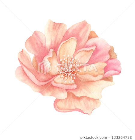 Peony open bud watercolor. Delicate Pink floral clip art. Realistic flower illustration in vintage color, isolated from background. For your design in greeting card to Women's Day, spring sticker 133264758