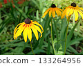 Rudbeckia grows in meadow in sunny day. Rudbeckia is growing in rural garden. Plant of Aster family. 133264956