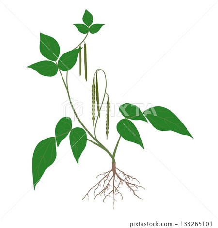 Mung bean plant with fruits and roots on white background. 133265101