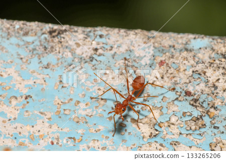 Close up the red ant on old wall Close up the red ant on old wall 133265206