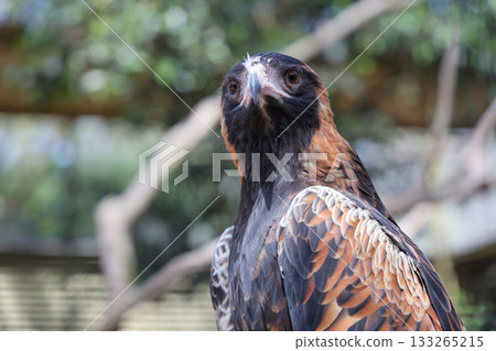 The black breasted buzzard is predator in australia The black breasted buzzard is predator in australia 133265215