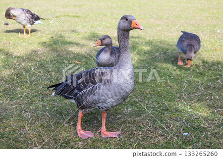 Greylag goose with gosling riding on back in grassy park 133265260
