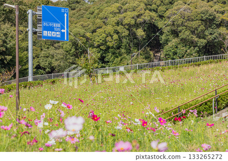 靜岡縣袋井市三川夢之岡公園的波斯菊花田 133265272