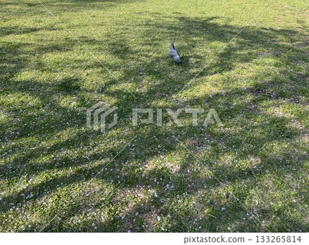 A pigeon strolling across a lawn covered with cherry blossom petals A pigeon strolling across a lawn covered with cherry blossom petals 133265814