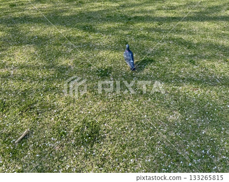 A pigeon strolling across a lawn covered with cherry blossom petals A pigeon strolling across a lawn covered with cherry blossom petals 133265815