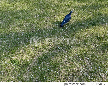 A pigeon strolling across a lawn covered with cherry blossom petals A pigeon strolling across a lawn covered with cherry blossom petals 133265817