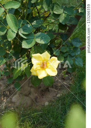 A yellow rose flower, viewed from above. A close-up of a blooming rosehip with orange pistils and stamens in the garden, against a backdrop of healthy green leaves and soil. Vertical image. Sunny day. 133266359