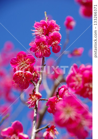 Giant lanterns blooming at Hirota Plum Grove Park in Minamiawaji City, Hyogo Prefecture Giant lanterns blooming at Hirota Plum Grove Park in Minamiawaji City, Hyogo Prefecture 133266371