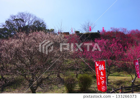 兵庫縣南淡路市廣田梅林親緣公園 133266373