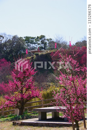 兵庫縣南淡路市廣田梅林親緣公園 133266376