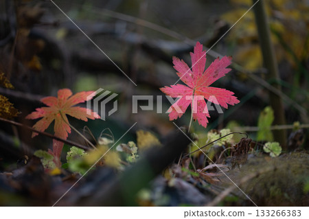 Red autumn leaves in dark forest background 133266383