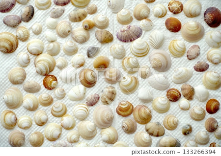 A collection of seashells on a white background A collection of seashells on a white background 133266394