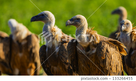 Eurasian Griffon Vulture, Spain 133266455
