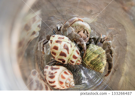 Top view of multiple coenobita rugosus or land hermit crab in a glass container showcasing their shells. Koh Sdach, Cambodia 133266487