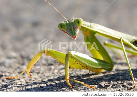 Praying mantis staring at the camera Praying mantis staring at the camera 133266536