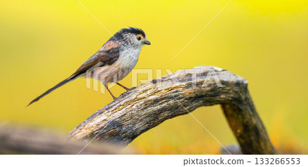 Long-tailed Tit, Spain 133266553