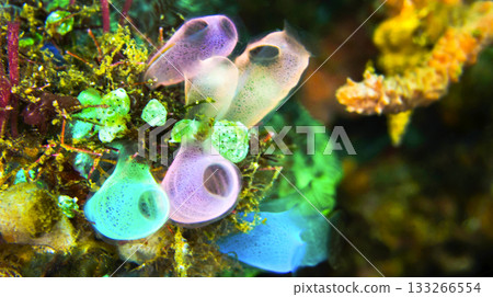 Ascidia, Indonesia 133266554