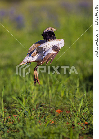 Little Bustard, Spain 133266586